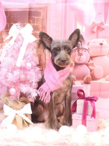 20241208コットンくん